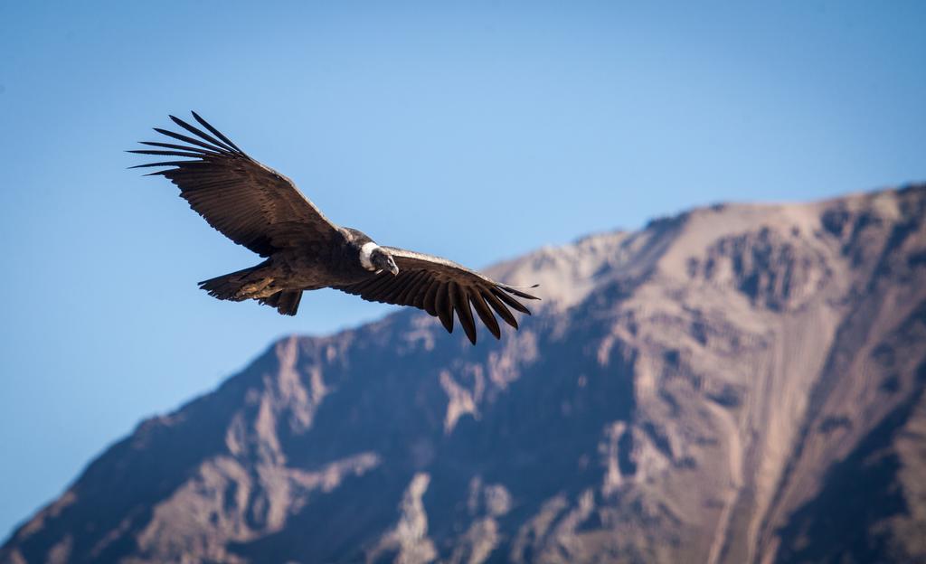 Eco Inn Colca Yanque المظهر الخارجي الصورة